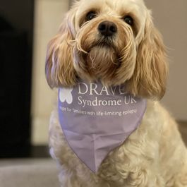 Dog Bandana